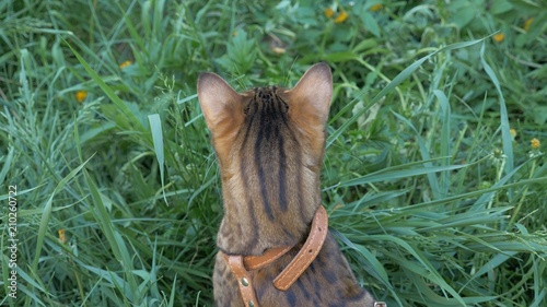 Bengal cat walks in the grass. He shows different emotions. The cat turned away from us, the back view. photo