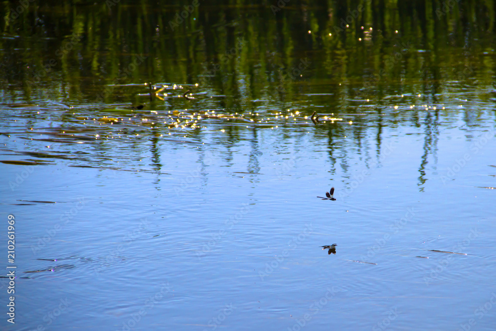 beautiful dragonflies near a small river