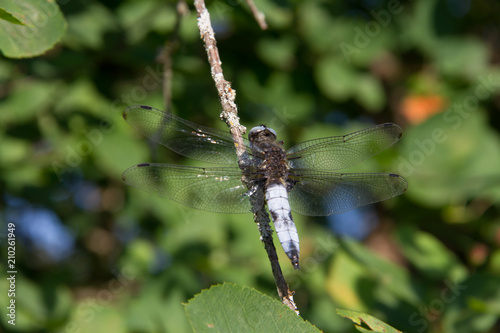 beautiful dragonflies near a small river