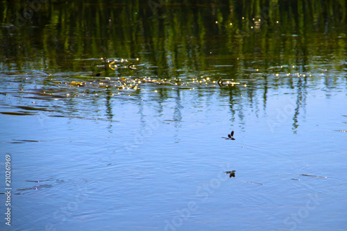 beautiful dragonflies near a small river © Aliaksei