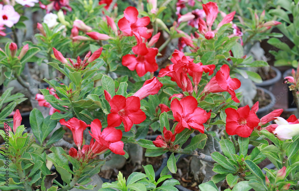 Red Azalea flowers. Red Azalea flowers.