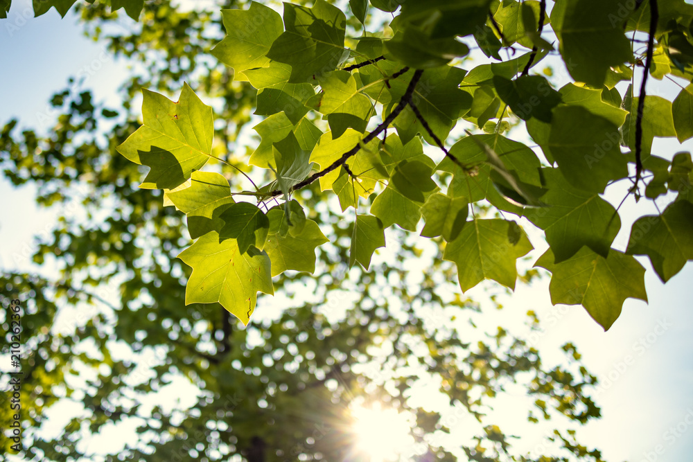 Green summer backlit leaves on a branch tree on a sunshine flare Green summer backlit leaves on a branch tree on a sunshine flare