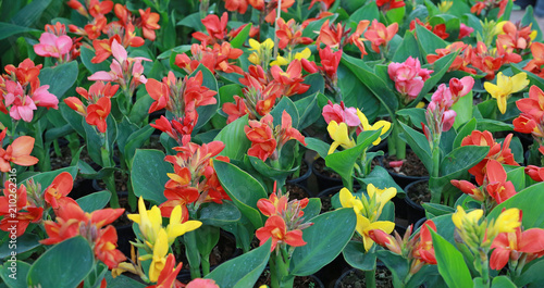 Canna lilly flowers in the garden.
