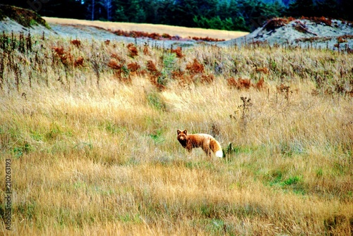 Red Tail Fox in Meadow