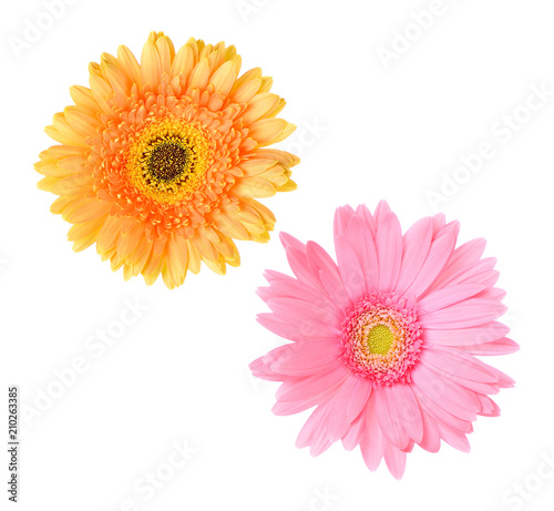 Pink and Orange gerbera daisy flower isolated on a white background