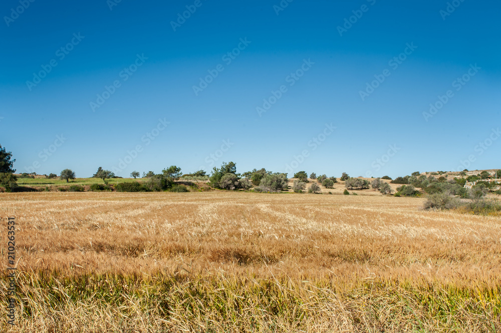 Golden field, against the blue sky