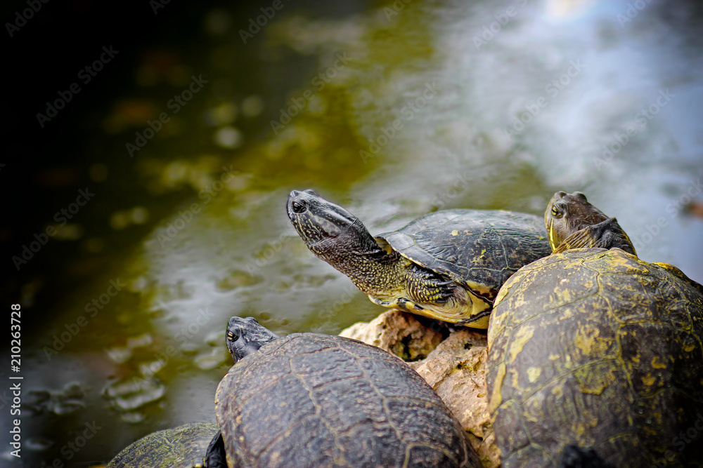 Fototapeta premium Turstles on the stones over the water, they are basking in Boca de Guama, Cuba