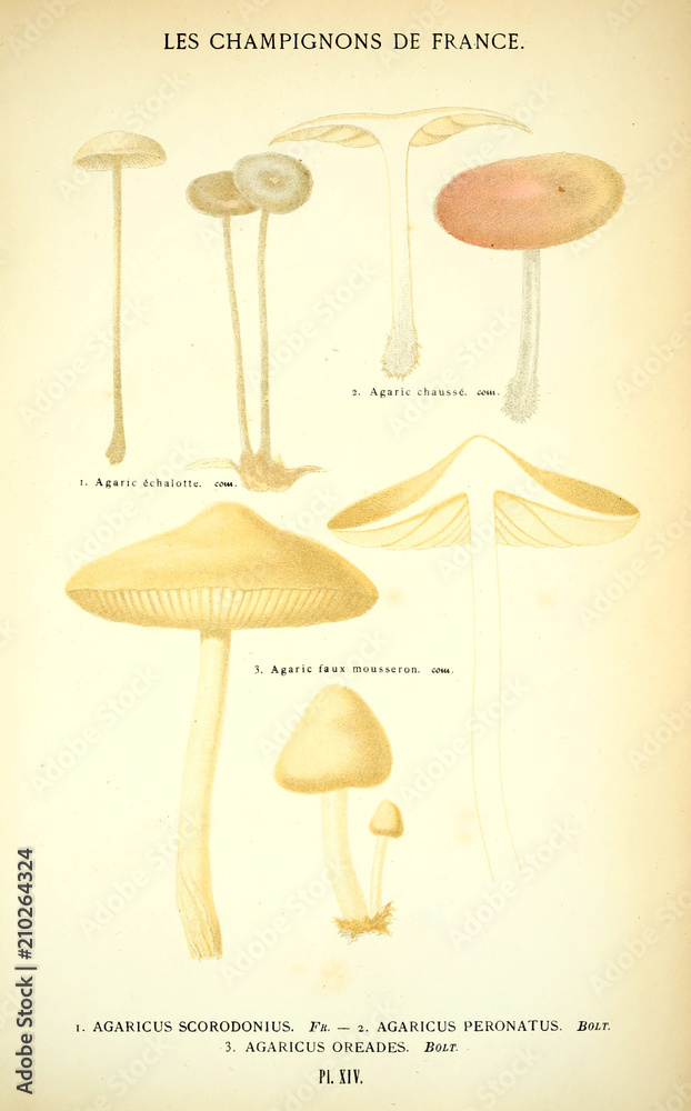Illustration of mushrooms Illustration of mushrooms