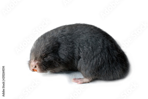 Asia Mole on white background