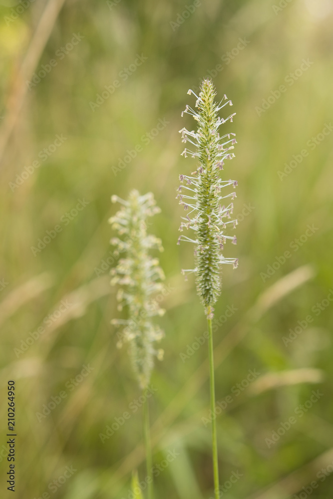 Blooming blade of grass on a meadow.