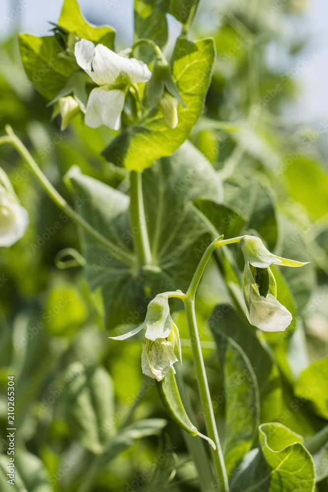 Obraz premium Young pea pods outdoors on a plant.