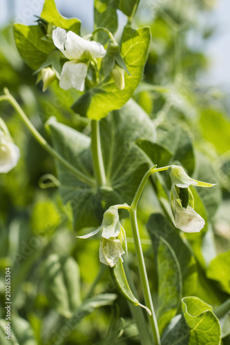 Young pea pods outdoors on a plant.