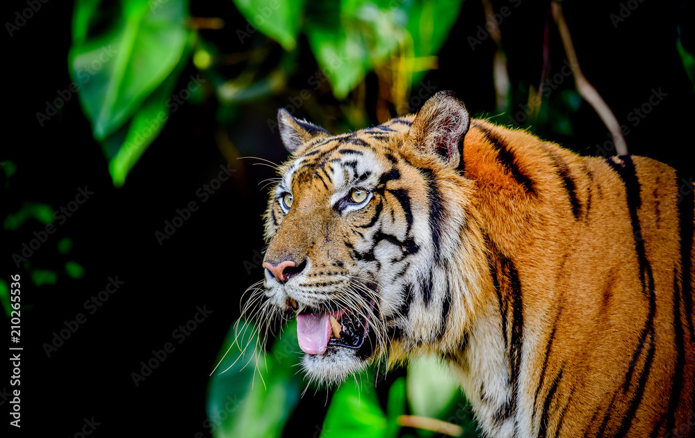 Fototapeta premium Close up Indochinese Tiger looking at outside and walk around the forest