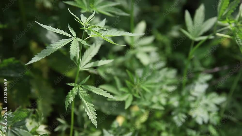 Cannabis plantation in sunlight. Bush green marijuana Cannabis plantation in sunlight. Bush green marijuana