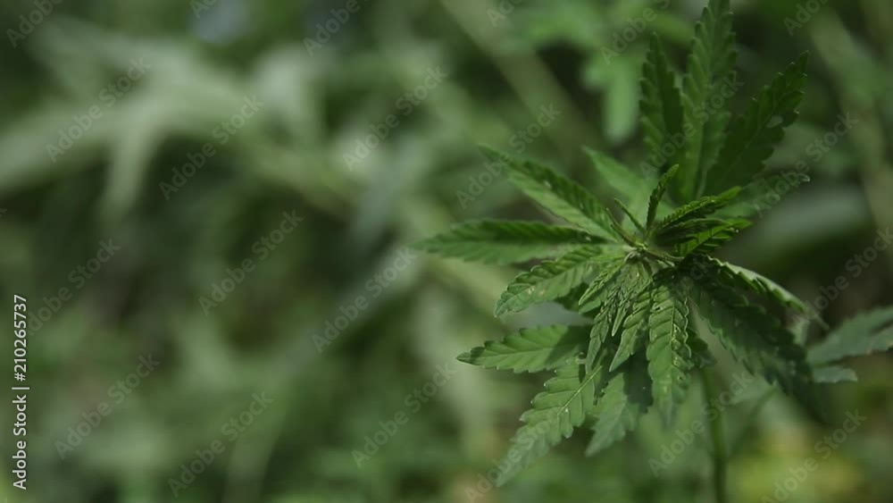 Cannabis plantation in sunlight. Bush green marijuana Cannabis plantation in sunlight. Bush green marijuana