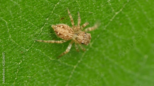 close-up Salticus scenicus jumping spider
