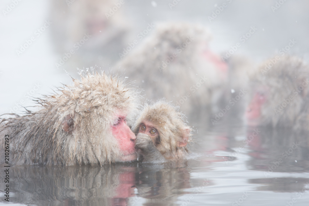 Fototapeta premium 地獄谷野猿公苑 ニホンザル