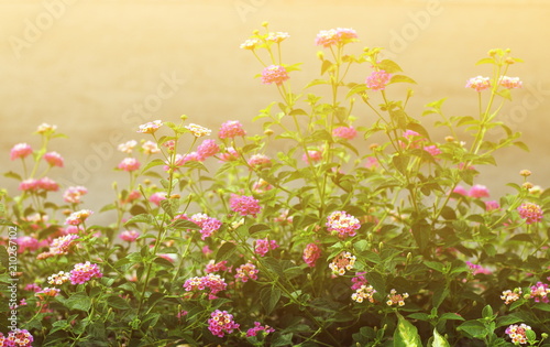 Fototapeta Naklejka Na Ścianę i Meble -  Pink Lantana flowers, Phakakrong (thai word) blossom small spring on green beautiful and fresh background