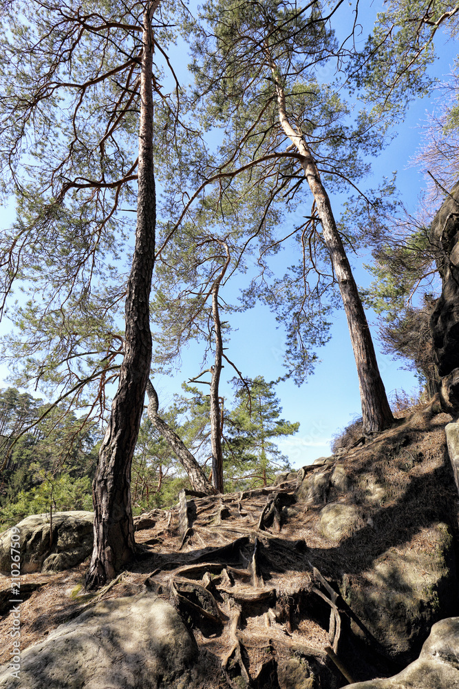 Tall pine trees on the rocks and stones Tall pine trees on the rocks and stones