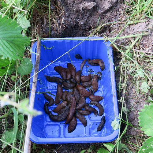 red snails caught in a blue plastic bowl filled with beer in earthquake set, snail trap photo