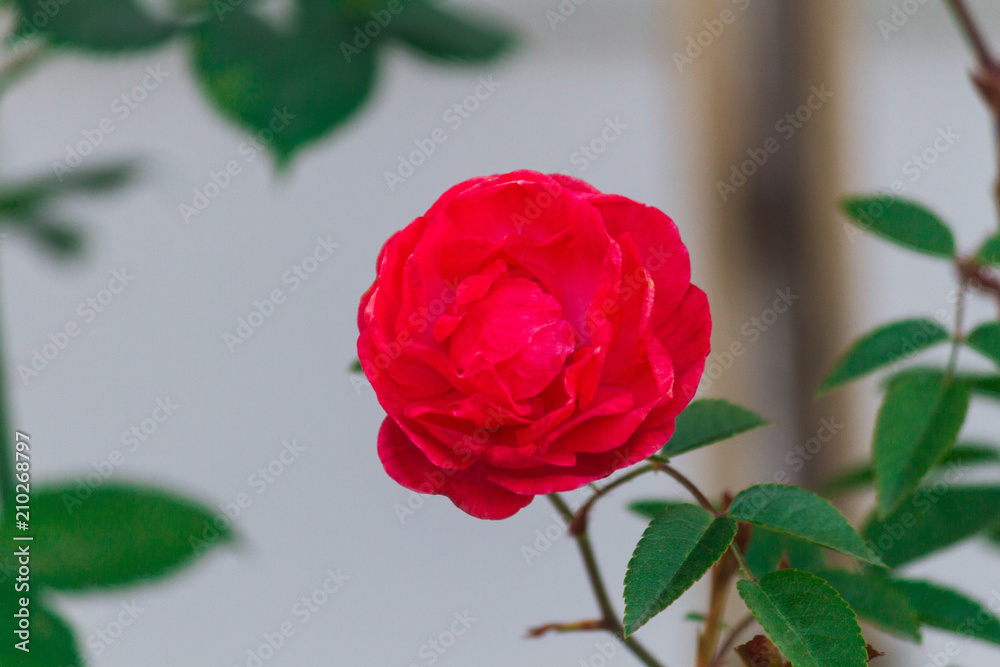 Naklejka premium tea rose