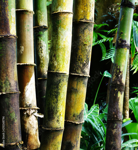 giant bamboo Dendrocalamus giganteus