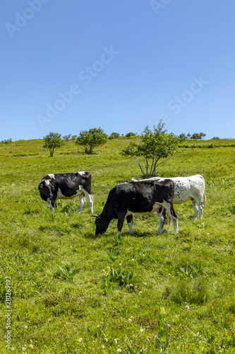 cows grazing at the highland meadow at the top of the alsacien mountains