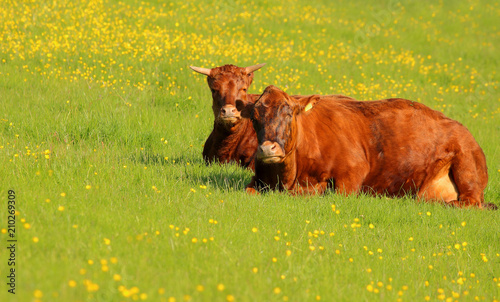 Photo of two Dexter cows lying down in the meadow. photo