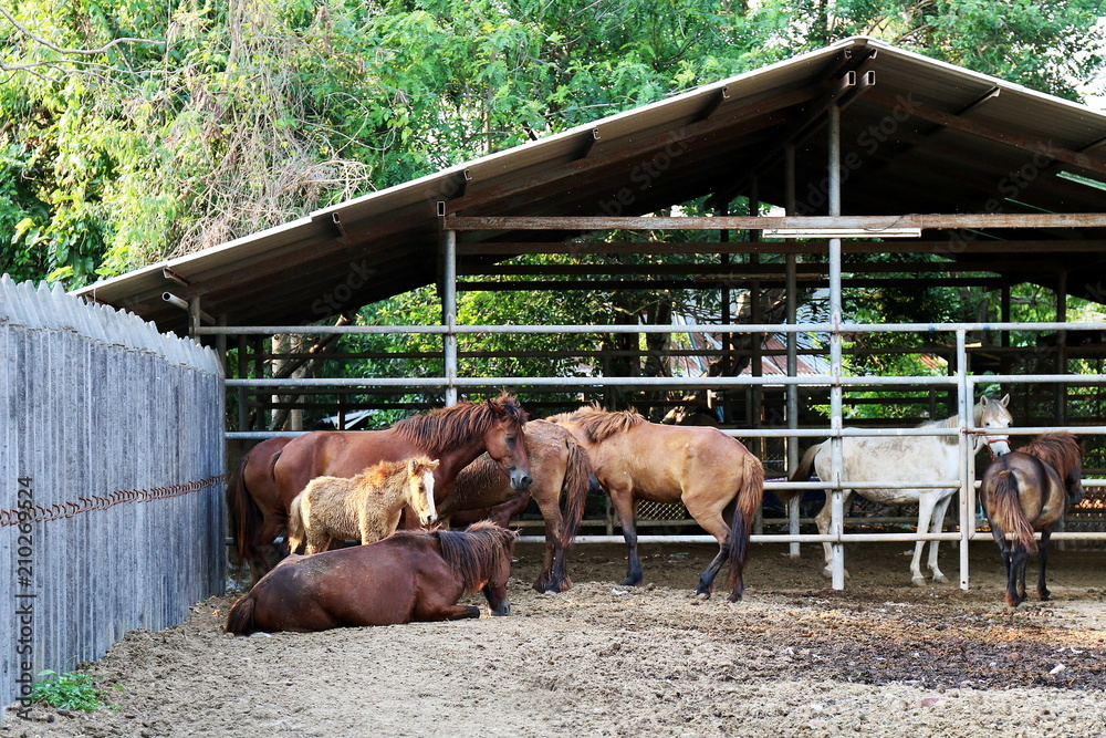 Horse farm, leisure, families in rural areas