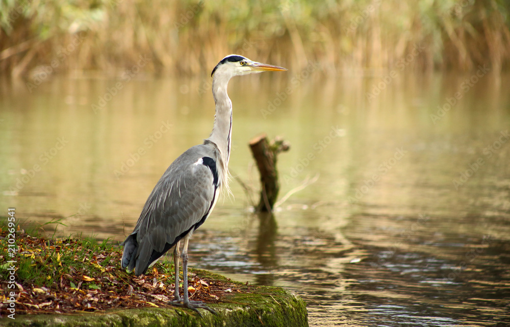 Fototapeta premium Grey heron standing near the river.