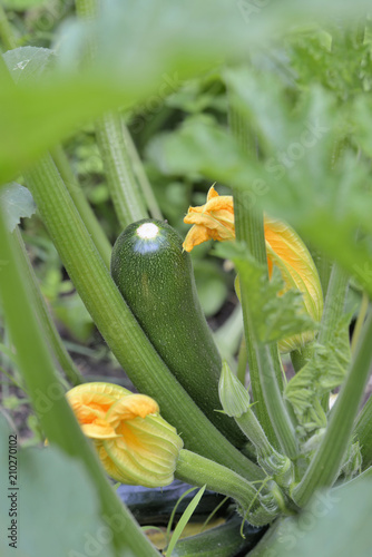 zucchni growing among flowers in a garden