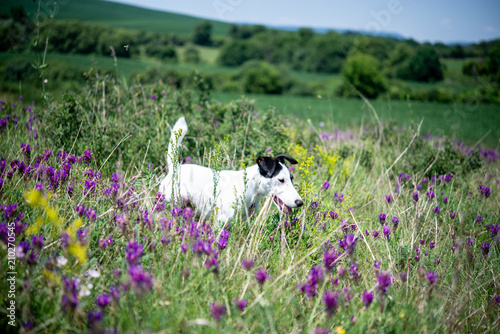 Fox terrier walks free on a field