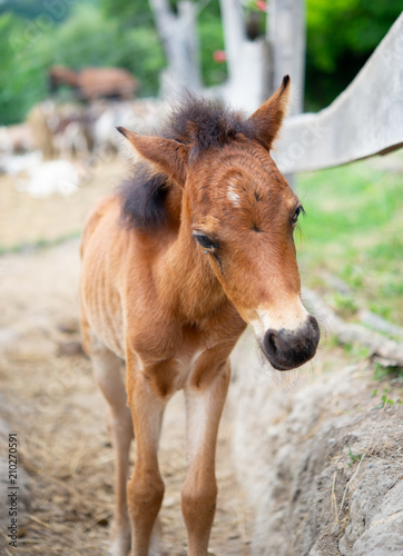 Adorable pony foal