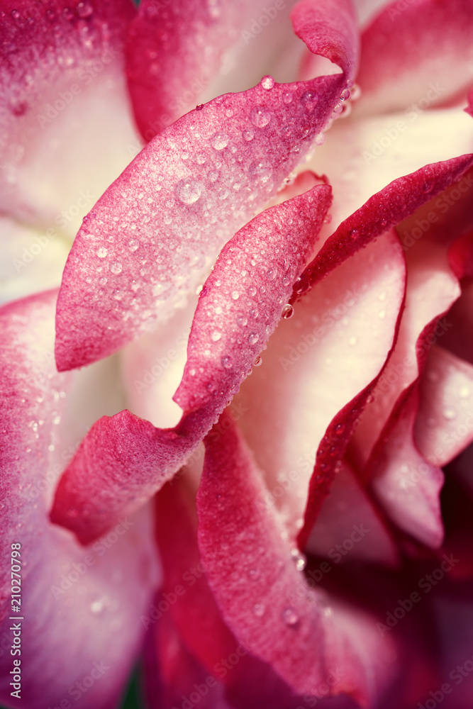 Fototapeta premium Różowa róża zbliżenie z kroplami wody. Tło wakacje.