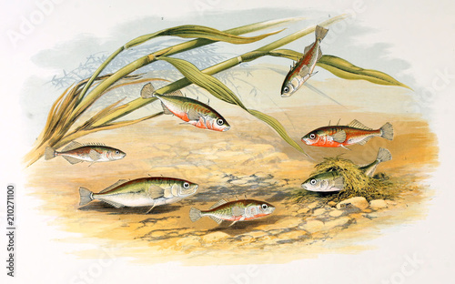 Illustration of fish. sticklebacks