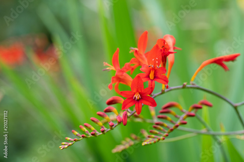 赤いヒメヒオウギズイセンの花のアップ	