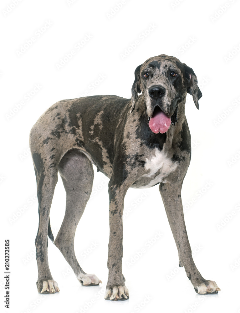 Great Dane in studio Great Dane in studio
