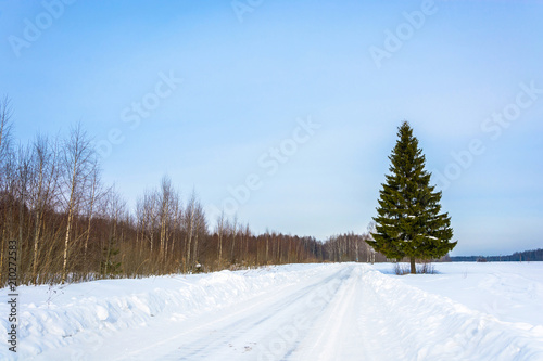 Green slender spruce at the edge of a snowy road. © Valery Smirnov