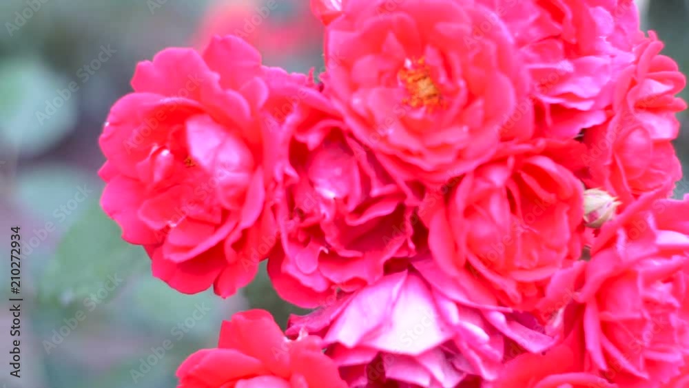 This is a beautiful natural video of Rose Flowers In The Garden. This is a beautiful natural video of Rose Flowers In The Garden.
