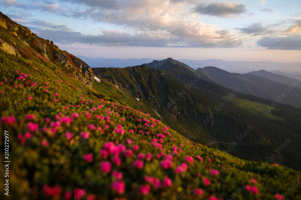 Beautiful nature landscape, amazing mountain view. Selective focus. Magic pink rhododendron flowers on summer mountains