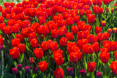 Fototapeta Naklejka Na Ścianę i Meble -  Background of red tulips.