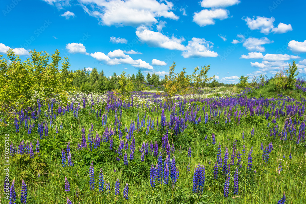 Beautiful landscape with purple lupines. Beautiful landscape with purple lupines.