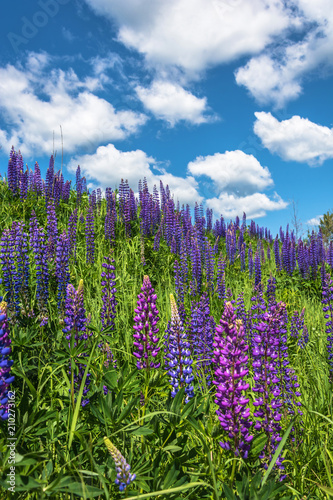 Beautiful landscape with purple lupines.