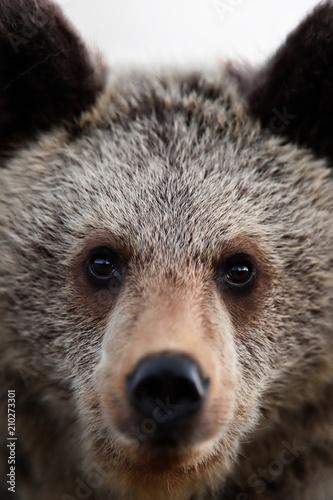 Brown bear cub face, bear portrait, closeup