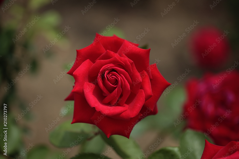 薔薇 メリナ 埼玉県 伊奈町 日本 Stock Photo Adobe Stock