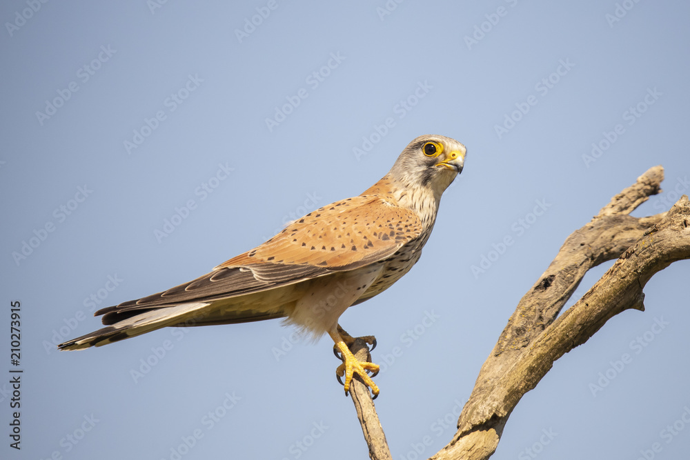 Naklejka premium kestrel, Falco tinnunculus