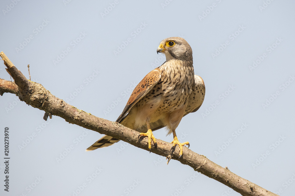 kestrel, Falco tinnunculus kestrel, Falco tinnunculus