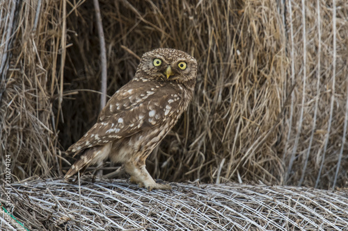 Sreech owl, Athene noctua