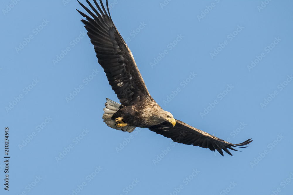 Fototapeta premium White Tail Eagle