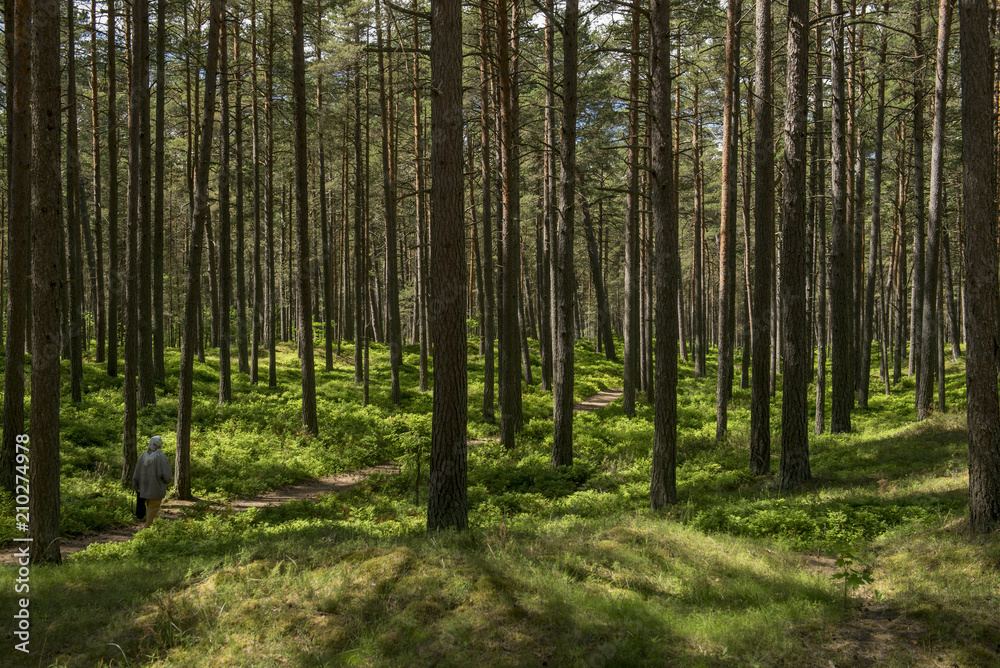 forest in the morning forest in the morning